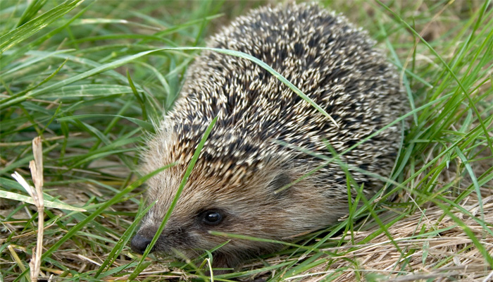 Зараа (Hemiechinus auritus, Gmelin, 1770)